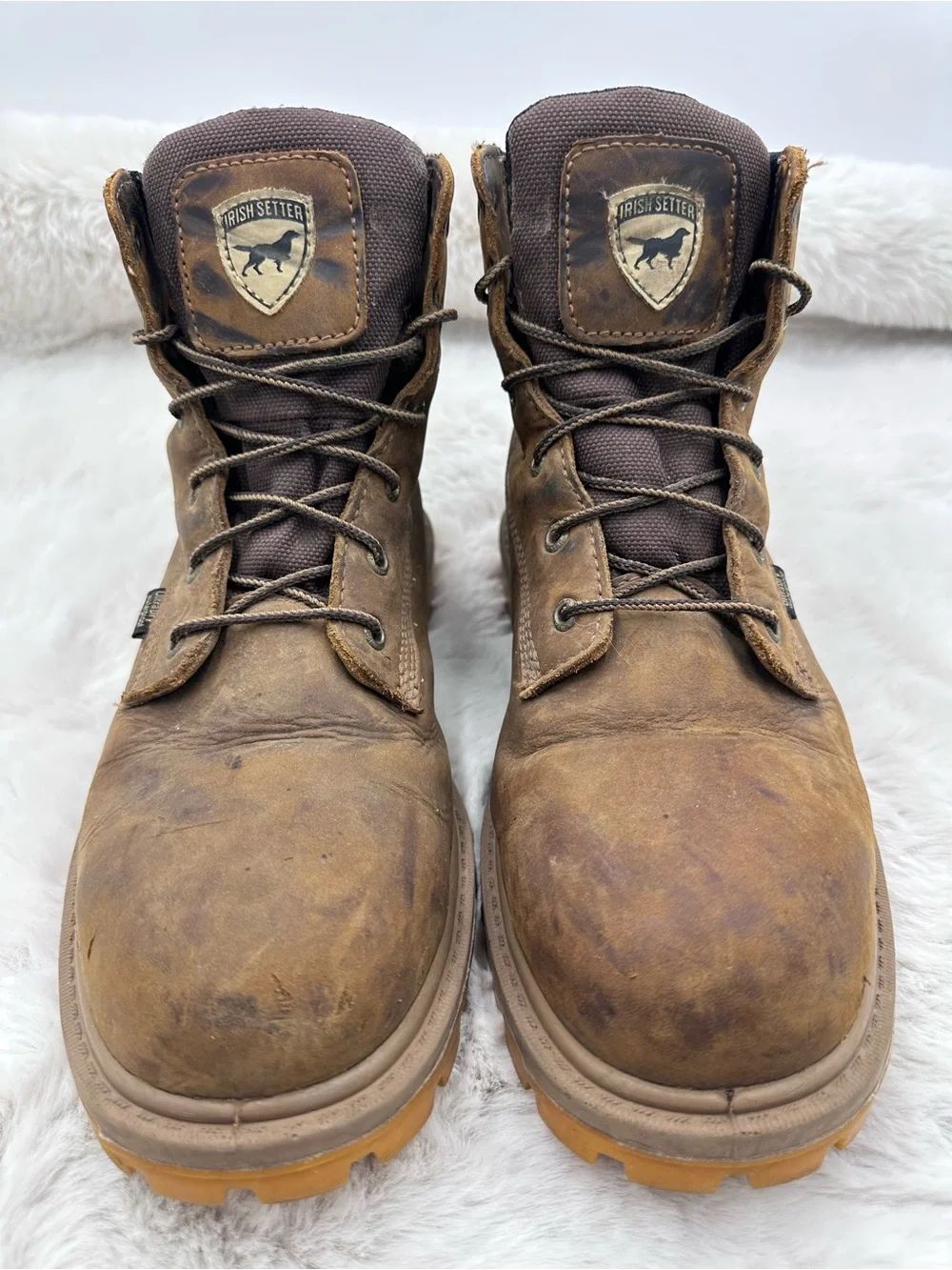Irish Setter red wing